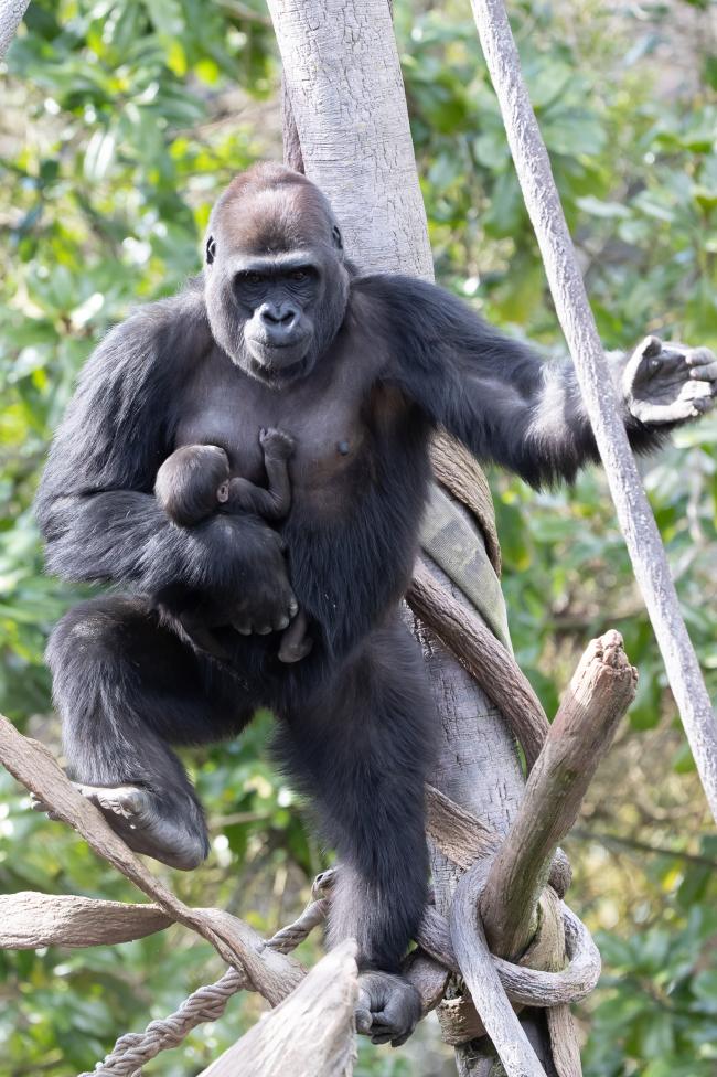 Woodland Park Zoo Mom and baby gorilla reach new heights as they
